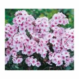 TRAJNICA VOLMARY TRAJNICE MIX LONEC 23 CM