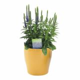 TRAJNICA VOLMARY TRAJNICE MIX LONEC 23 CM
