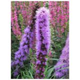 TRAJNICA VOLMARY TRAJNICE MIX LONEC 23 CM