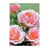 VRTNICA VRTNICA ROSA LONEC 2 L