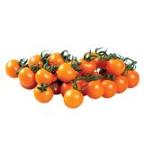 VRTNINA DOBRO & ZDRAVO CEPLJEN PARADIŽNIK SUNGOLD F1