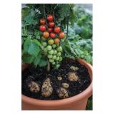 VRTNINA DOBRO & ZDRAVO PARADIŽNIK CEPLJEN NA KROMPIR