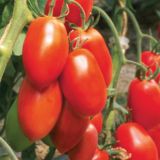 VRTNINA VOLMARY CEPLJEN PARADIŽNIK RED