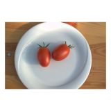 VRTNINA VOLMARY CEPLJEN PARADIŽNIK RED