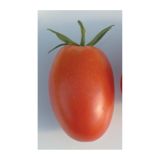 VRTNINA VOLMARY CEPLJEN PARADIŽNIK RED