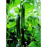 VRTNINA VOLMARY CEPLJENE KUMARE 12 CM DOMINICA