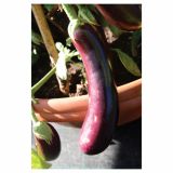 VRTNINA VOLMARY CEPLJENE MELANCANE FASELIS F1 LONEC 12 CM