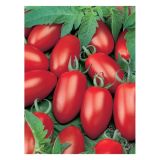 VRTNINA VOLMARY CEPLJENI PARADIŽNIK CAPRESE F1 LONEC 12 CM