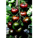 VRTNINA VOLMARY CEPLJENI PARADIŽNIK ZEBRINO F1 LONEC 12 CM