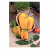 VRTNINA VOLMARY PAPRIKA MARIBEL F1 12 CM