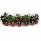 ZELENA RASTLINA CALATHEA MIX