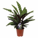 ZELENA RASTLINA CALATHEA RUFIBARBA WAVESTAR