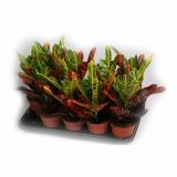 ZELENA RASTLINA CODIAEUM EXCELLENT
