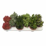 ZELENA RASTLINA CRASSULA MIX
