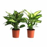 ZELENA RASTLINA DIEFFENBACHIA MIX