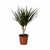 ZELENA RASTLINA DRACAENA MARGINATA