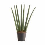 ZELENA RASTLINA SANSEVERIA CYLINDRICA