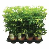 ZELENA RASTLINA SCHEFFLERA GERDA