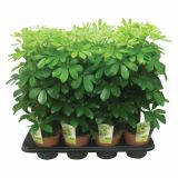 ZELENA RASTLINA SCHEFFLERA NORA