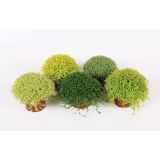 ZELENA RASTLINA SOLEIROLIA MIX