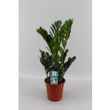 ZELENA RASTLINA ZAMIOCULCAS ZAMIIFOLIA