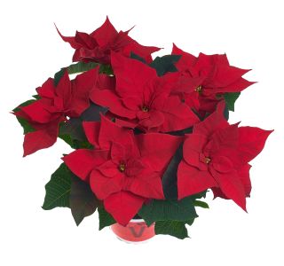 BOŽIČNA ZVEZDA VOLMARY POINSETTIA L12 MIX