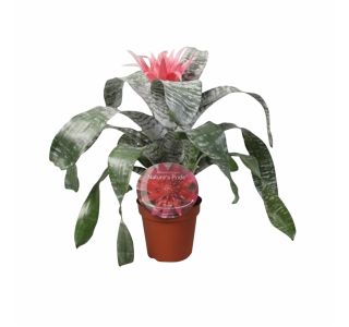 CVETOČA RASTLINA AECHMEA NATURE