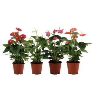 CVETOČA RASTLINA ANTHURIUM ANDREANUM LOVE L14