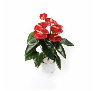 CVETOČA RASTLINA ANTHURIUM ANDREANUM RED CHAMPION