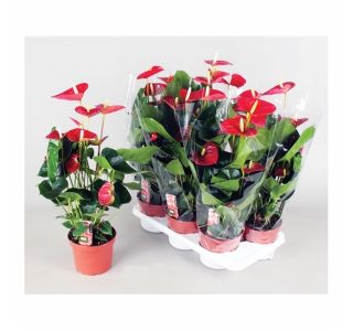CVETOČA RASTLINA ANTHURIUM ANDREANUM VITO