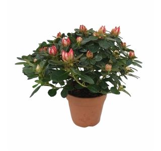 CVETOČA RASTLINA AZALEA FLANDRESSE