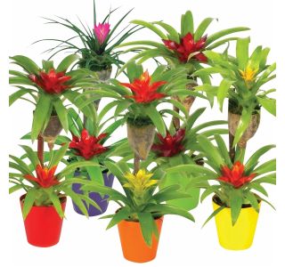 CVETOČA RASTLINA BROMELIA MIX