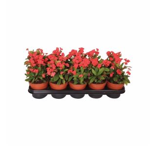 CVETOČA RASTLINA EUPHORBIA MILLI VULCANS RED