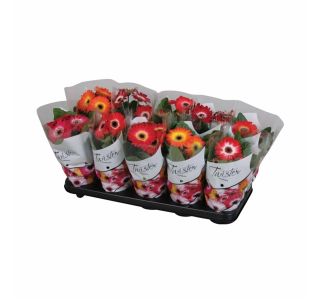 CVETOČA RASTLINA GERBERA TWISTER MIX