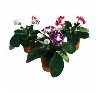 CVETOČA RASTLINA GLOXINIA BROCADE