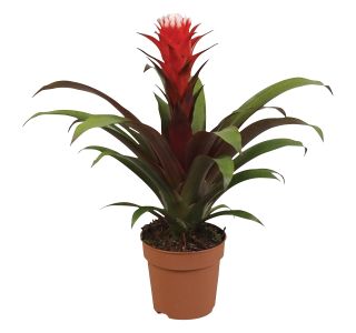 CVETOČA RASTLINA GUZMANIA HOPE