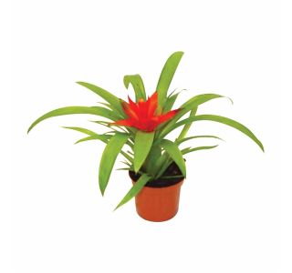 CVETOČA RASTLINA GUZMANIA MINOR RONDO