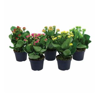 CVETOČA RASTLINA KALANCHOE MIX