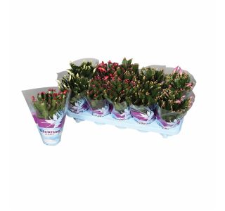 CVETOČA RASTLINA SCHLUMBERGERA MIX EXTRA
