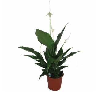 CVETOČA RASTLINA SPATHIPHYLLUM SWEET CHICO