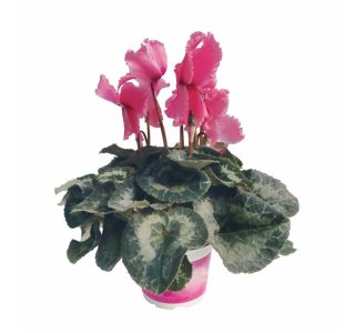 CVETOČA RASTLINA VOLMARY CYCLAMEN PERSICUM ANGELITO MIDI L12 MIX
