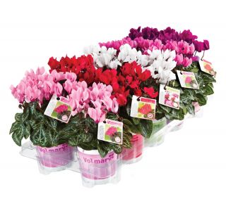 CVETOČA RASTLINA VOLMARY CYCLAMEN PERSICUM ANGELITO MINI L10.5 MIX