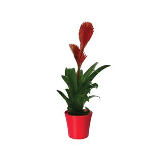 CVETOČA RASTLINA VRIESEA MIX