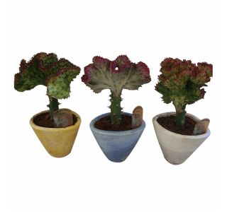 KAKTUS EUPHORBIA LACTEA V OKRASNEM LONCU