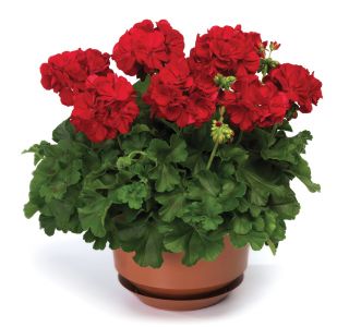 PELARGONIJA VOLMARY CALLIOPE DARK RED SUMMER LOVERS