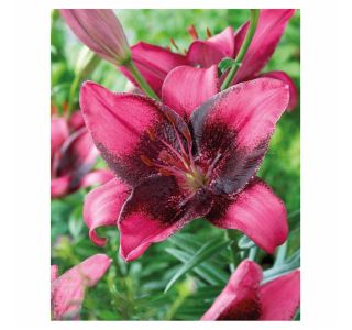 POLETI CVETOČA ČEBULICA HOLLAND BULB MARKET LILIJA AZIJSKA PURPLE EYE