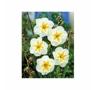 POMLADI CVETOČA ČEBULICA HOLLAND BULB MARKET NARCISA DELTA 12/14 5KOS