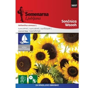 SEMENA CVETOČIH RASTLIN SEMENARNA SONČNICA WAOOH M.V. MEDITERAN 3697
