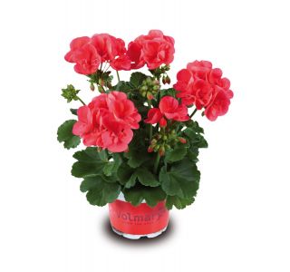 SEZONSKA RASTLINA VOLMARY PELARGONIUM POWER