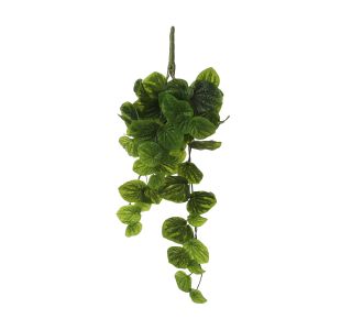 SVILENO CVETJE MICA PEPEROMIA VISEČA ZELENA D58XŠ20XP14CM
